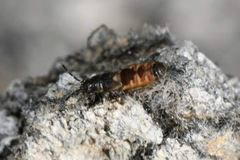 Ischnodemus sabuleti