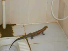 Broadleysaurus major