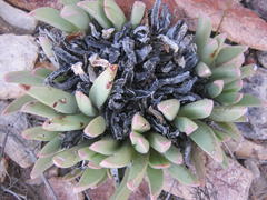 Machairophyllum albidum