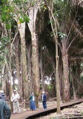 Raphia australis