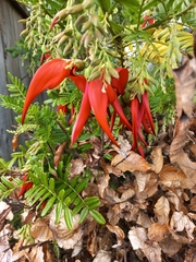 Clianthus maximus