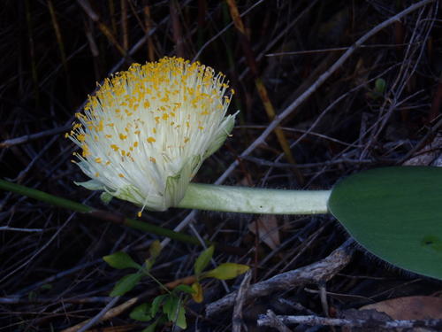 Haemanthus albiflos