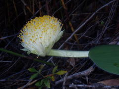 Haemanthus albiflos