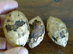 Raphia australis