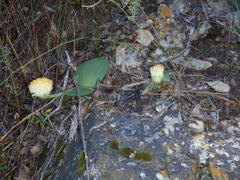Haemanthus albiflos