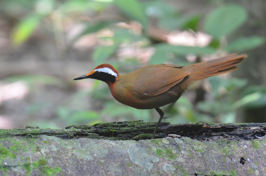 Malaysian Rail-Babbler