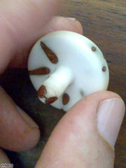 Raphia australis