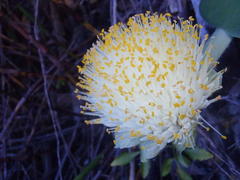Haemanthus albiflos