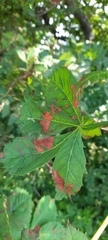 Cameraria ohridella