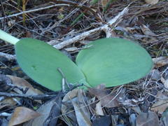 Haemanthus albiflos