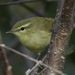 Green Warbler - Photo (c) Luca Boscain, some rights reserved (CC BY-NC), uploaded by Luca Boscain