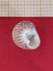 Clanculus corallinus