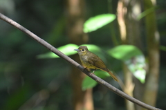 Tricholestes criniger