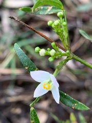 Boronia muelleri