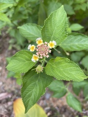 Lantana camara