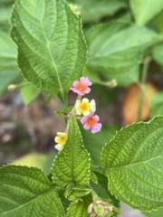 Lantana camara