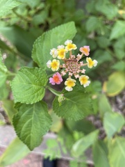 Lantana camara