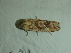 Aethes williana
