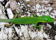 Gastropholis prasina