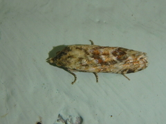 Aethes williana