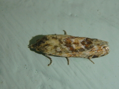 Aethes williana