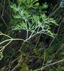 Notobubon gummiferum