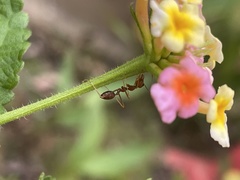 Oecophylla smaragdina