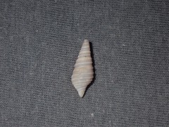 Pulsarella cognata