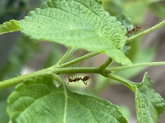Oecophylla smaragdina