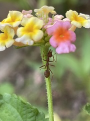 Oecophylla smaragdina