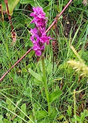 Dactylorhiza hatagirea