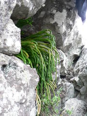 Phlegmariurus gnidioides