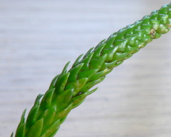 Phlegmariurus gnidioides