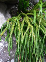 Phlegmariurus gnidioides