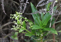 Hedyotis acutangula