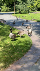 Branta canadensis