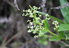 Hedyotis acutangula
