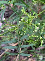 Boronia muelleri
