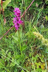 Dactylorhiza hatagirea