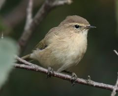 Phylloscopus sindianus