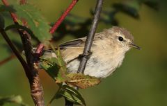 Phylloscopus sindianus