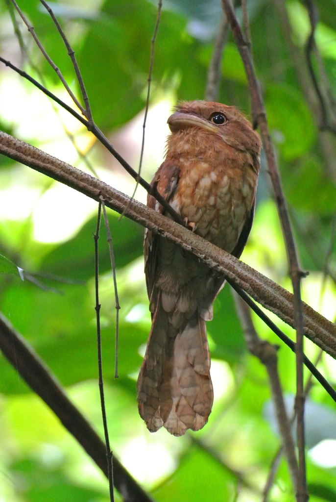 Gould's Frogmouth