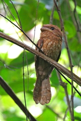 Gould's Frogmouth photo 1