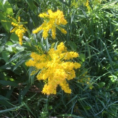 Solidago