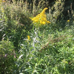 Solidago
