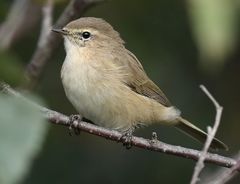 Phylloscopus sindianus