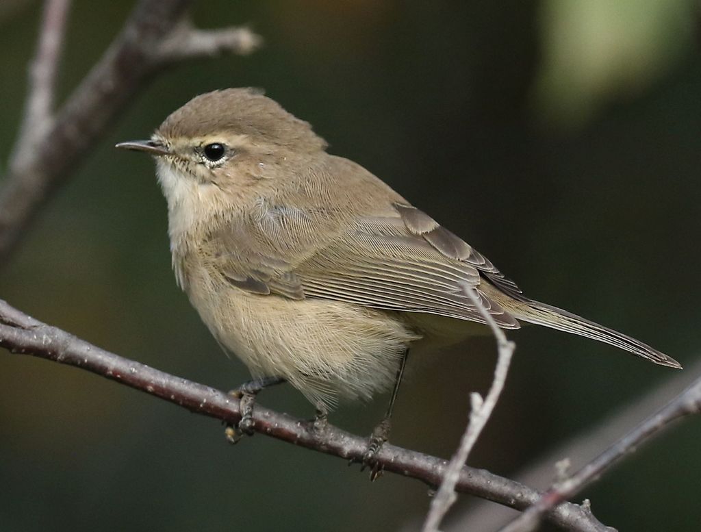 Mountain Chiffchaff