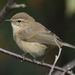Mountain Chiffchaff - Photo (c) Luca Boscain, some rights reserved (CC BY-NC), uploaded by Luca Boscain