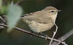 Phylloscopus sindianus