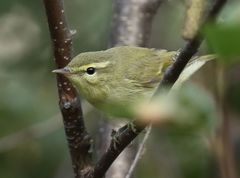 Phylloscopus nitidus